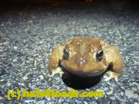 /home//u458753944/public_html/sourcegallery///////Roxborough Toad Detour/2013-2019/2014/2014-04-07/P1140896.JPG